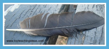 feather-birds-teaching-theme