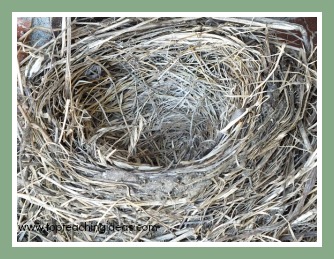 birds-nest-birds-theme