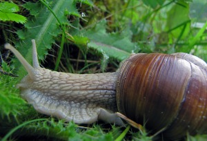 snail race outdoor activities for kids