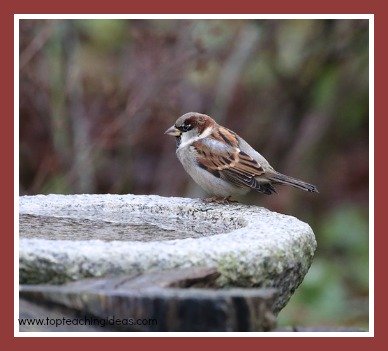 birds-teaching-theme