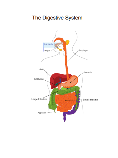 Body Parts Chart For Toddlers